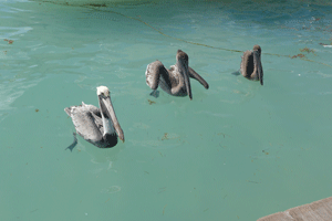 Puerto-morelos-pelikan