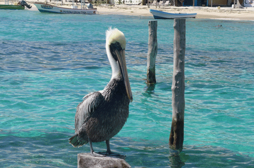 Pelikan-puerto-morelos