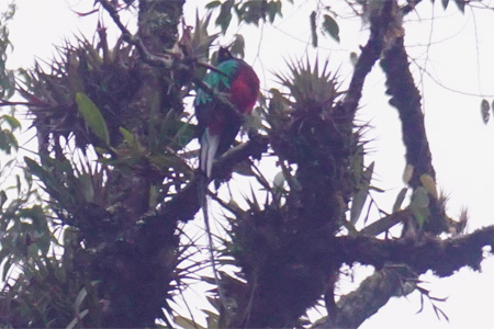quetzal1