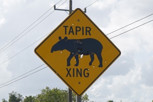 tapir-xing
